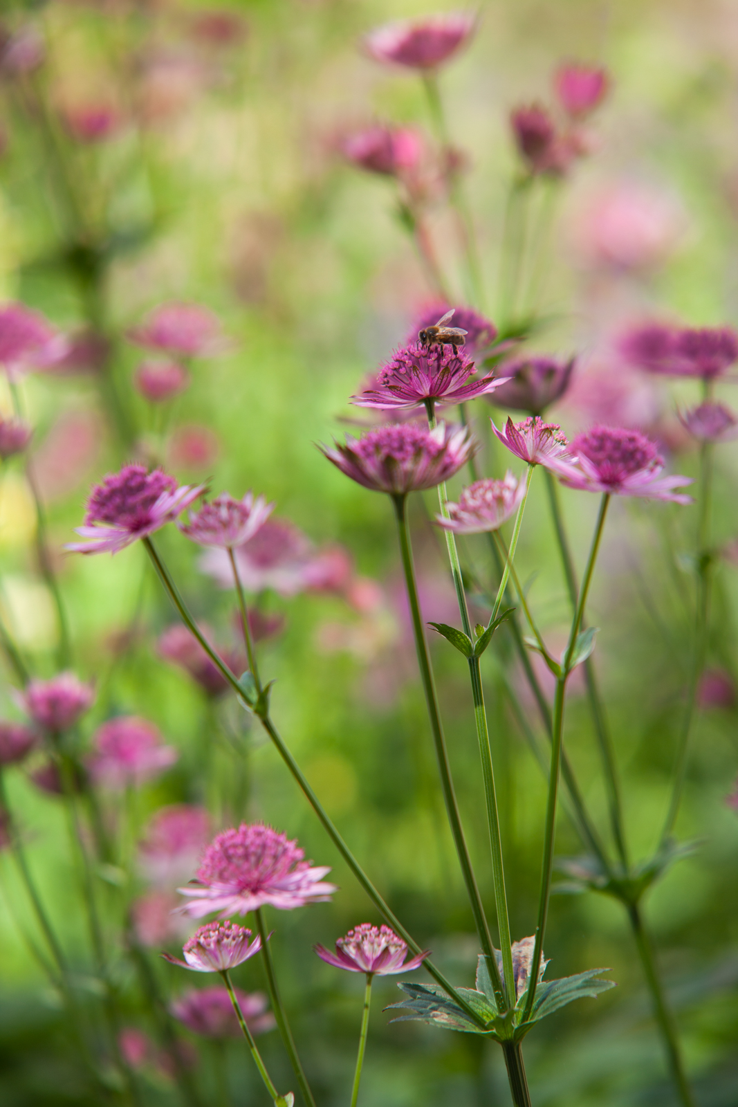 Astrantia is an insect friendly option