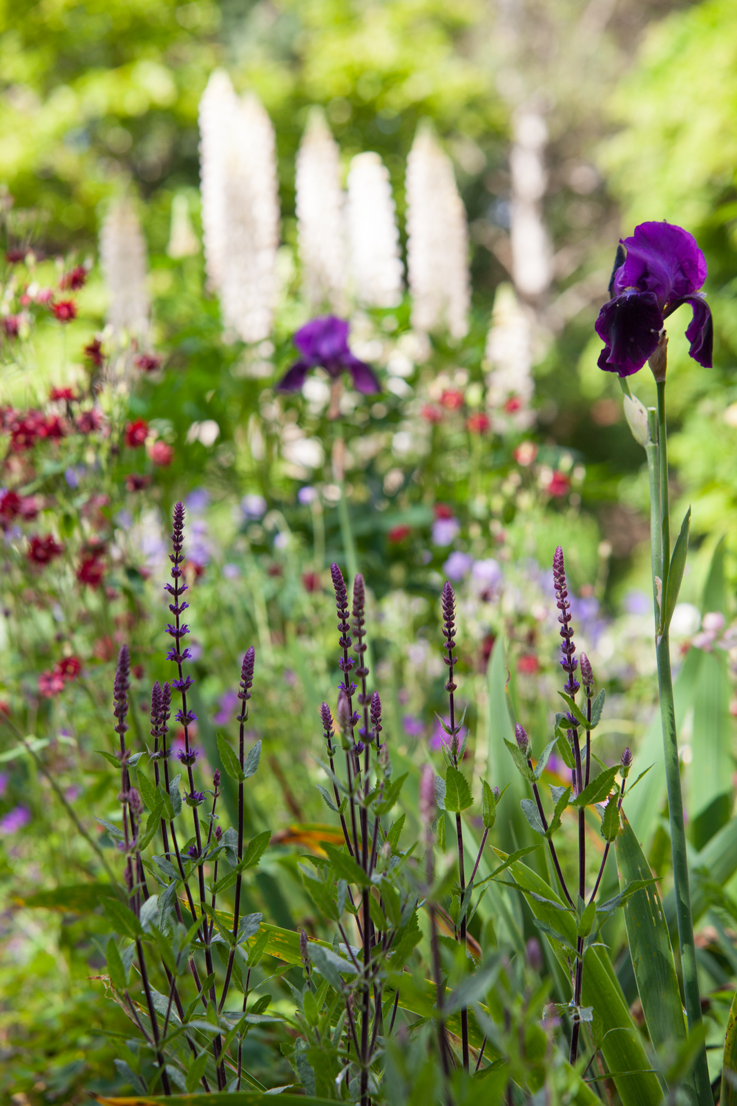 Iris in a mixed bed