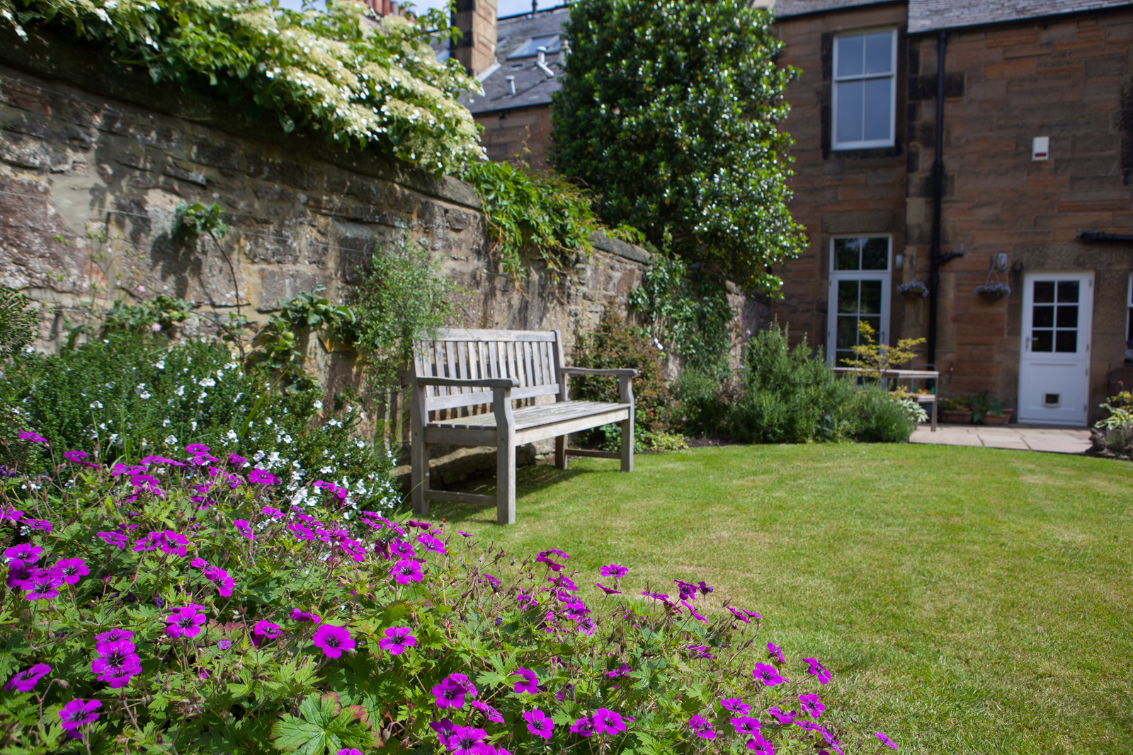 Geraniums and a sunny bench in an Edinburgh garden