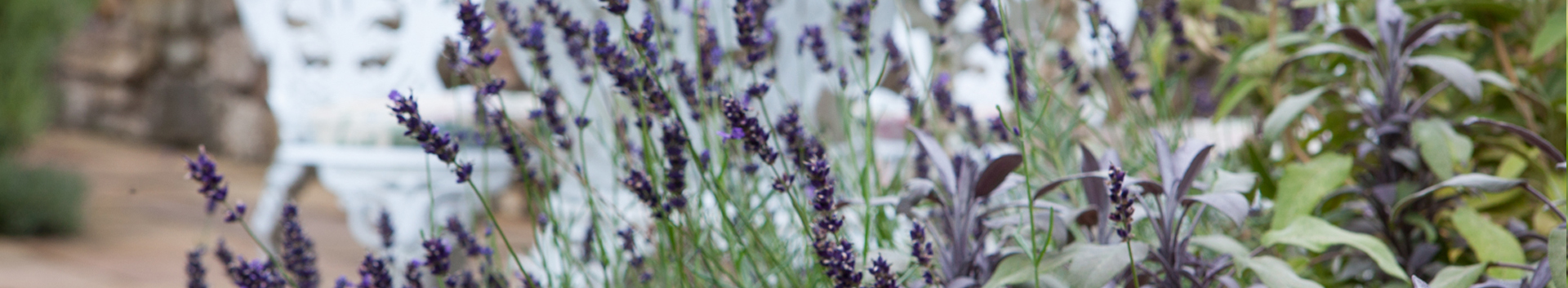 Polley Garden Design - lavendar