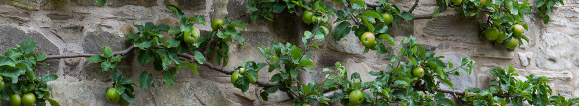 Gallery - espaliered apple tree along a stone wall