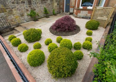 A small front garden with gravel, box balls and an acer