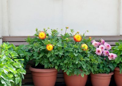 Panoramic refuge - terraced area with pots