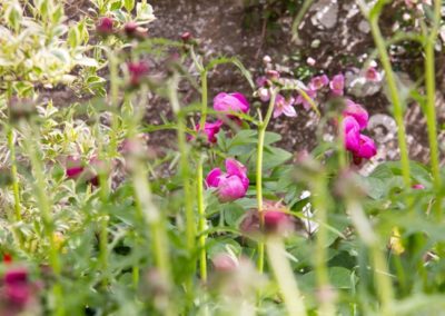 A Linear Focus - the planting is now more established