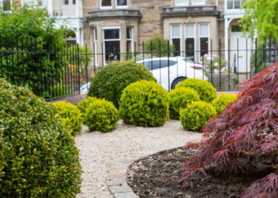 A small front garden with gravel, box balls and an acer