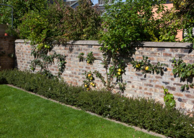 Trained fruit as a design tool providing interest on a garden wall