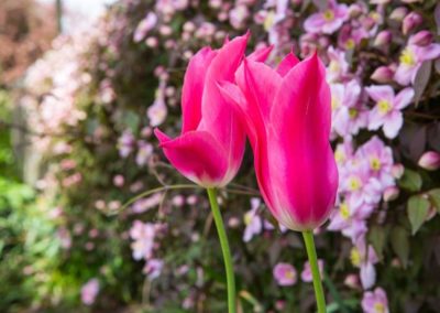 A Linear Focus - the planting is now more established