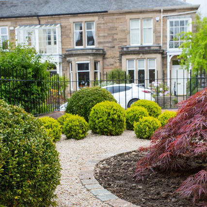 Garden design - a redeveloped small front garden with box balls and acer