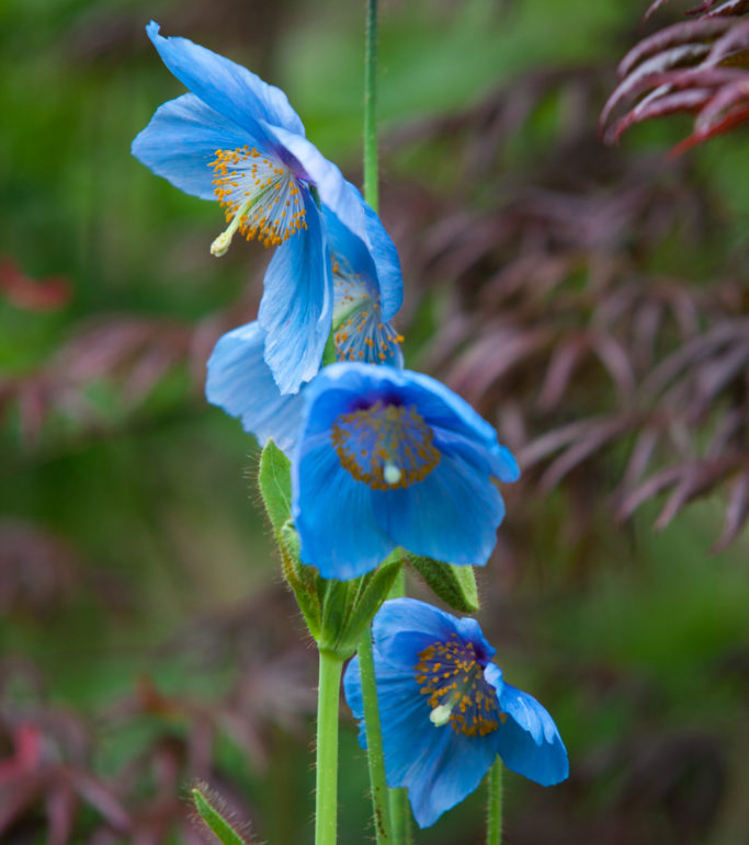 Himalayan poppies