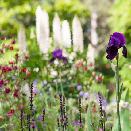 Planting Plans - Mixed bed with iris and lupin Planting Plans - Mixed bed with iris and lupin