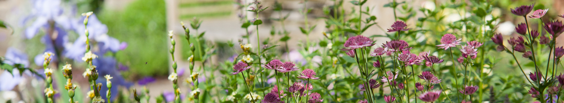 About Polley Garden Design - Mixed planting with Astrantia