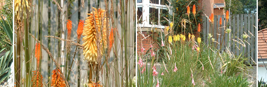 Low Maintenance Front Garden