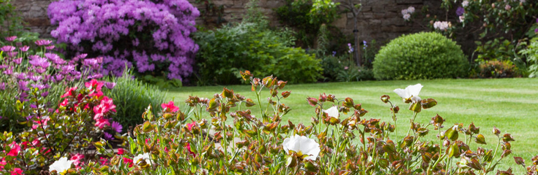 A Sunny Walled Garden