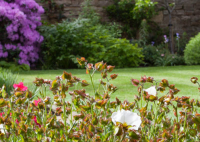 A Sunny Walled Garden