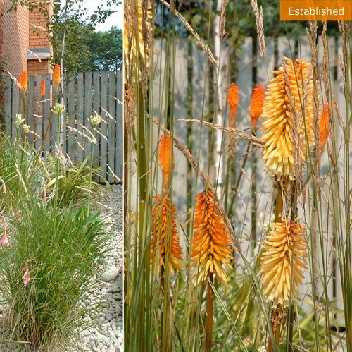 Low Maintenance Front Garden - established