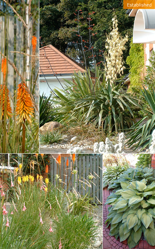Low Maintenance Front Garden - established