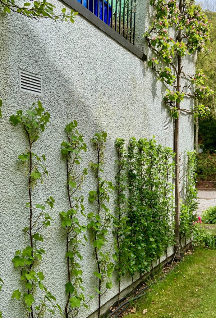 Trained fruit on house wall