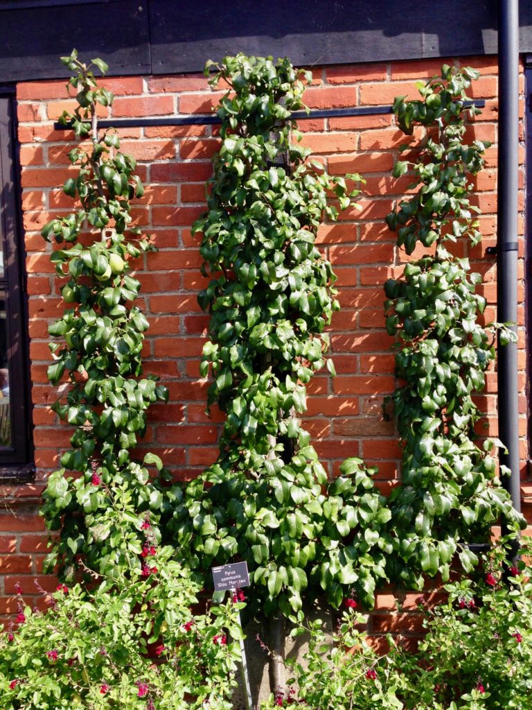 Trained pear on wall