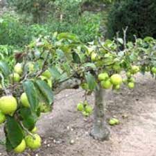 stepover fruit hedge