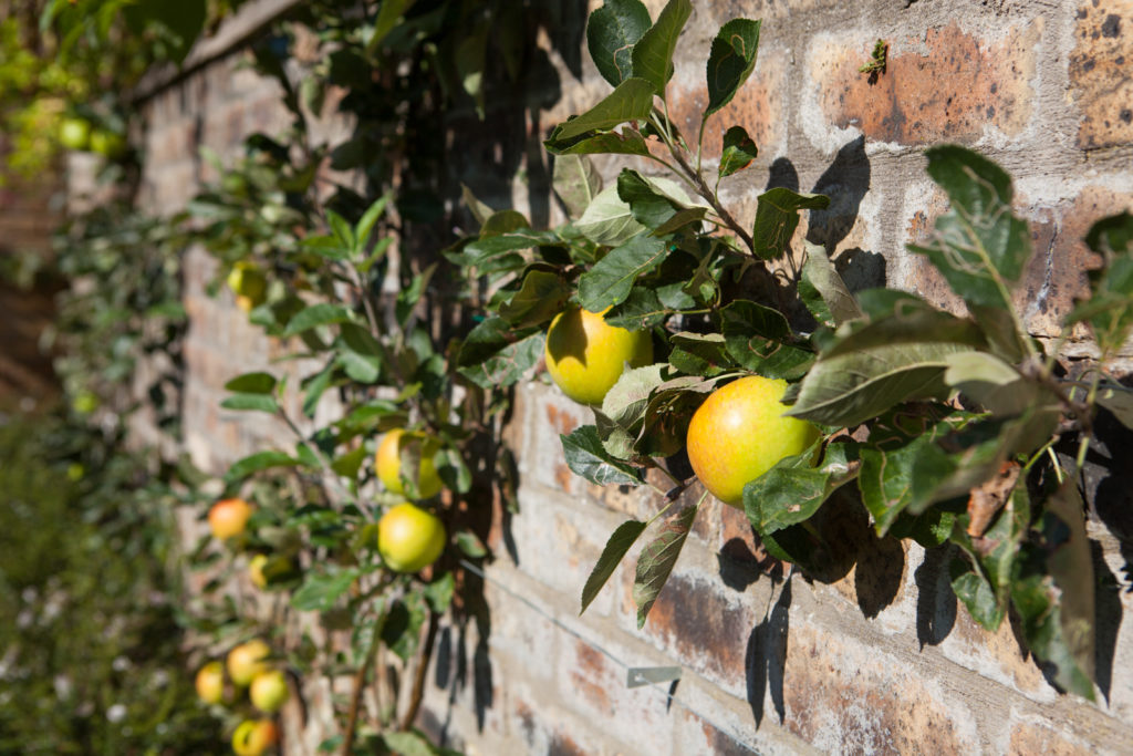 ripe apples on wall