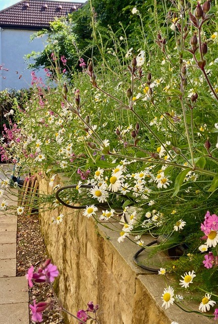 Polley Garden Designs Planting Plan