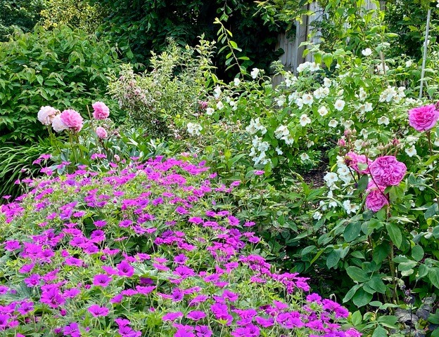 Polley Garden Designs Planting Plan